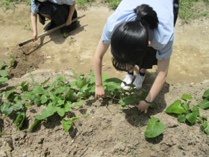 山陽女学園高等部通信制課程リアライズコース