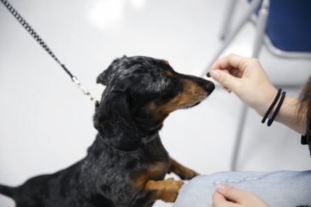 ドギーコース「犬のトレーニング」の授業風景です。実際に犬と触れ合いながら学びます。